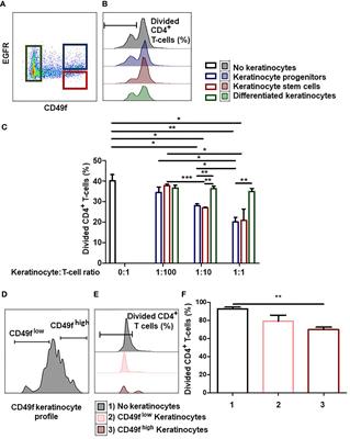 Immunosuppressive Properties of Epidermal Keratinocytes Differ According to Their Immaturity Status